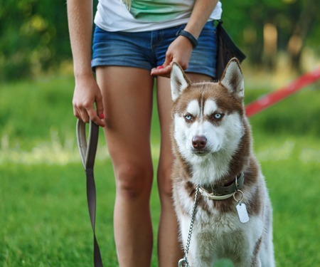 Dog motivational training. Trainer gives the husky dog a rewardの写真素材