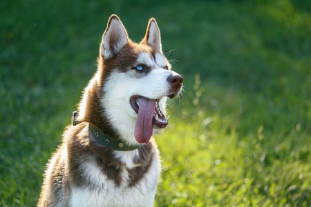 Siberian Brown Husky with blue eye at the green grassの写真素材