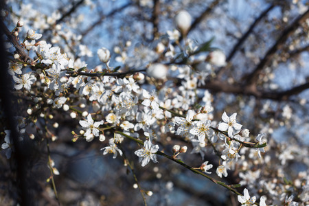 apricot flowers on the tree against the blue skyの写真素材