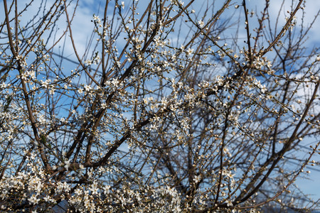 apricot flowers on the tree against the blue skyの写真素材
