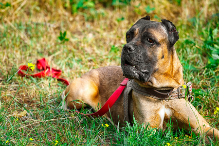 Brown Cane corso italiano lying on the green grassの写真素材