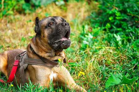 Brown Cane corso italiano lying on the green grassの写真素材