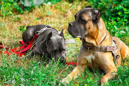 Brown and gray cane corso italiano lying on the green grassの写真素材