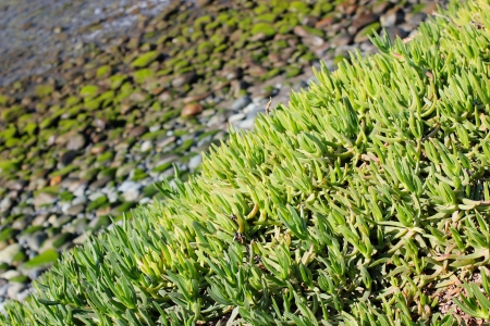 Green plants on beachの写真素材