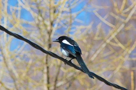 Magpie on cableの写真素材