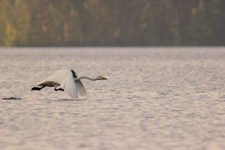 Swan taking off from a lakeの写真素材
