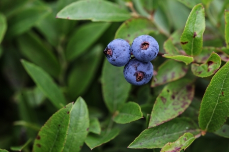 Three wild blueberry from Maineの写真素材