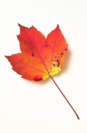 Leaf on white backgroundの写真素材