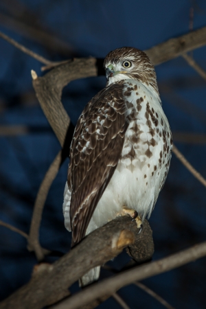 Red-tailed Hawk on treeの写真素材