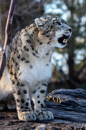 Snow Leopard (Panthera uncia) male with tongue, captive.の写真素材
