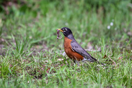 American robin - Turdus migratoriusの写真素材