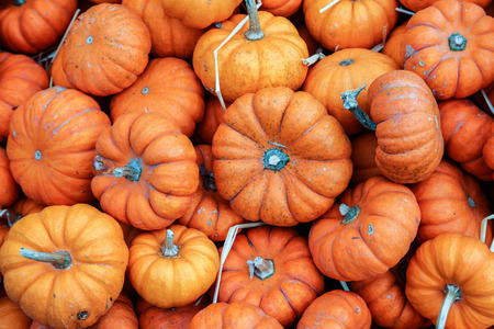 Little pumpkins backgroundの写真素材