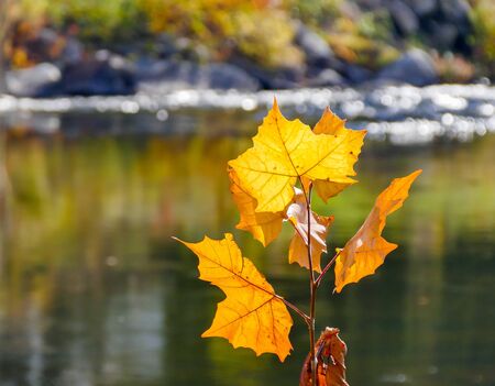 Autumn colored leaves near water with selective focus on front
