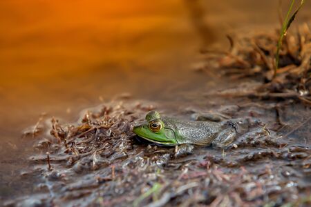 Green frog in water with artificial sunlight behind