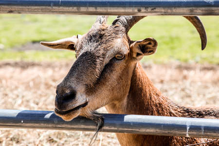 Goat head shot on farm outdoor