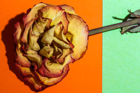 Yellow and red colored dry rose on colored background table top view