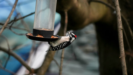 Downy woodpecker hanging on bird feeder in winter seasonの写真素材