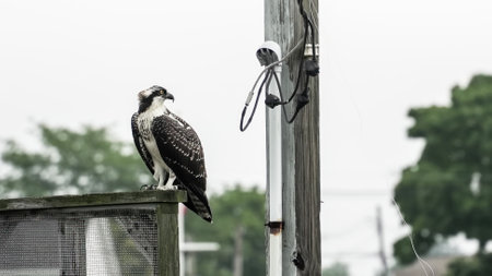An osprey stands on a wooden railing beside a utility pole, surveying the area in overcast weatherの写真素材