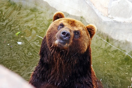 Brown bear in the zoo looking at camera