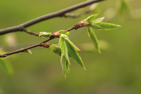 new leaves in the spring