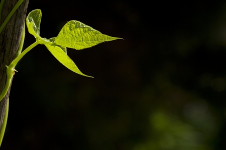 black and green background with bean leaf の写真素材
