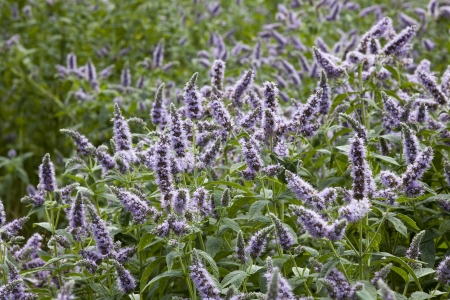 field of blossom mint with green leaves and violet flowers