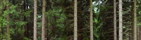 stems of trees in forest, panorama view