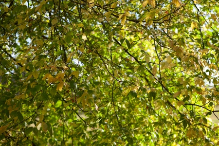 autumnal leaves on branches, green and yellow background