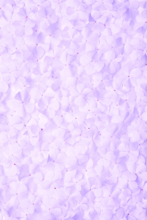 violet flower background or organic natural textureの写真素材