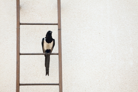 magpie on ladder on grain pattern background, の写真素材