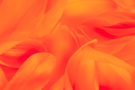 orange abstract background or red flower petal textureの写真素材