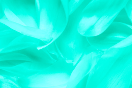 turquoise abstract background or blue flower petal textureの写真素材