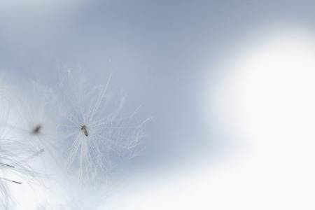 flying dandelion seed on blue sky backgroundの写真素材