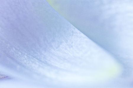 closeup of tulip petal or abstract blue backgroundの写真素材