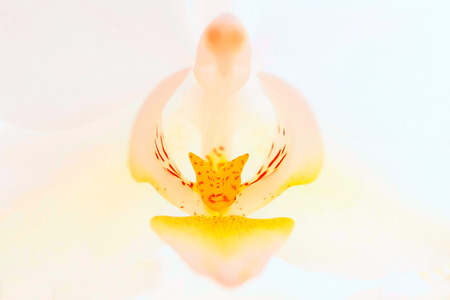 closeup of orchid flower or abstract backgroundの写真素材