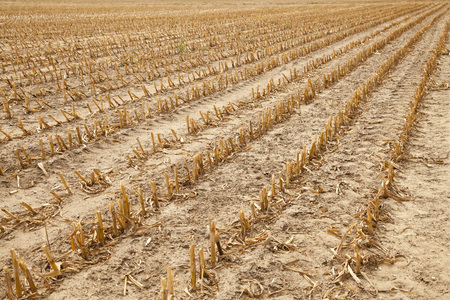 stubble or field after harvest, rural autumnal landscapeの写真素材