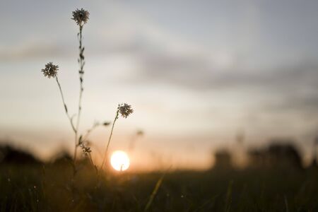 wild flower on meadow on summer sunset sky background, natural environment landscapeの写真素材