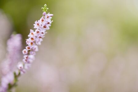 closeup of heather violet flowers on green  background
