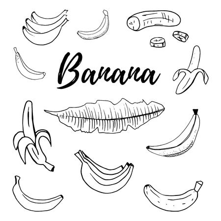 Hand drawn fruits banana set vector illustration isolated on white background. Whole, parts, leaves and brunches sketch style collection. Fresh and tasty!のイラスト素材