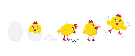 Cute funny little chick chiken hen cartoon flat style design vector illustration set from egg to tiny chick isolated on white background. Funny yellow chicken standing up on the ground.のイラスト素材
