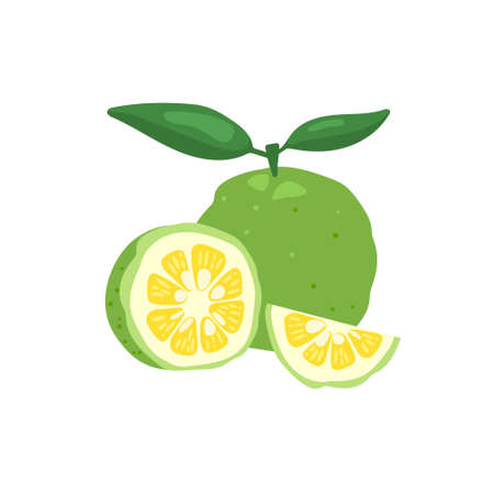 Green yuzu Japanese citron fruit vector illustration isolated on white background. Full citrus yuzu fresh fruit with green leaves.のイラスト素材