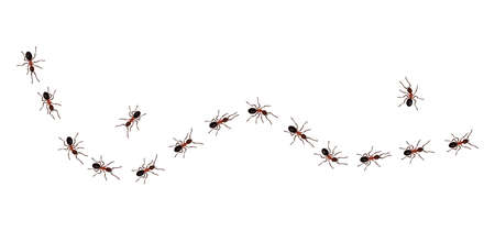 Brown worker ants trail line flat style design vector illustration isolated on white background. Top view of ants bug road trail marching in the line row. Pest control or insect searching concept.のイラスト素材