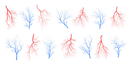 Human eye blood veins vessels silhouettes vector illustration set isolated on white background. Red and blue eyeballs veins anatomical collection of human blood vessel artery health system.のイラスト素材