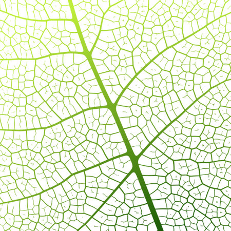 Leaf vein texture abstract background with close up plant leaf cells ornament texture pattern. Black and white organic macro linear pattern of nature leaf foliage vector illustration.のイラスト素材