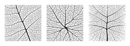 Leaf vein texture abstract background set with close up plant leaf cells ornament texture pattern....