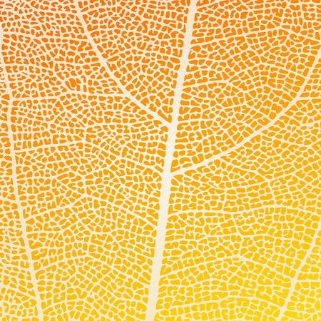 Leaf vein texture abstract background with close up plant leaf cells ornament texture pattern....