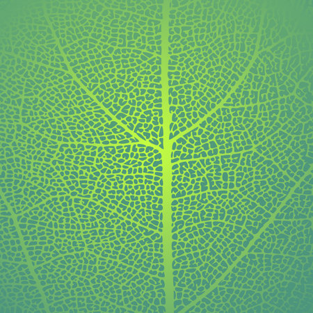 Leaf vein texture abstract background with close up plant leaf cells ornament texture pattern. Green organic macro linear pattern of nature leaf foliage vector illustration.のイラスト素材