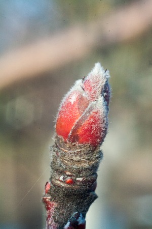 tree buds come alive and swollen in the early spring before floweringの写真素材