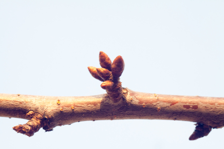 tree buds come alive and swollen in the early spring before floweringの写真素材