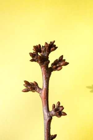 tree buds come alive and swollen in the early spring before floweringの写真素材